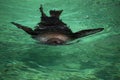 South African Fur Seal, Arctocephalus pusillus Royalty Free Stock Photo