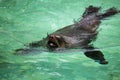 South African Fur Seal, Arctocephalus pusillus Royalty Free Stock Photo