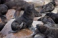 SOUTH AFRICAN FUR SEAL arctocephalus pusillus, YOUNG DRYING FUR ON ROCK, CAPE CROSS IN NAMIBIA Royalty Free Stock Photo