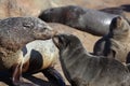 South African fur seal mother greeting pup Royalty Free Stock Photo