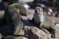 South African fur seal pup and adult