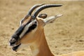 South African gazelle Royalty Free Stock Photo