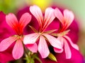 South African Geranium Royalty Free Stock Photo