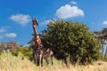 South African giraffe, Africa wildlife safari