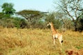South African giraffe baby, Mkhaya Game Reserve, Swaziland