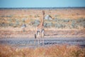 South African giraffe calf Chobe, Botswana safari Royalty Free Stock Photo