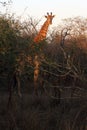 The South African giraffe or Cape giraffe Giraffa camelopardalis giraffa during the bushwalk at sunrise Royalty Free Stock Photo