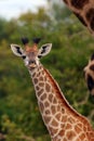 The South African giraffe or Cape giraffe Giraffa camelopardalis giraffa, portrait of a young giraffe Royalty Free Stock Photo