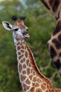 The South African giraffe or Cape giraffe Giraffa camelopardalis giraffa , portrait of a young giraffe with green background. Royalty Free Stock Photo