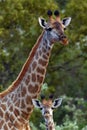 The South African giraffe or Cape giraffe Giraffa giraffa giraffa portrait of female with young Royalty Free Stock Photo