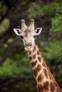 The South African giraffe or Cape giraffe Giraffa giraffa giraffa, portrait male with battered horns. Portrait of a male giraffe Royalty Free Stock Photo