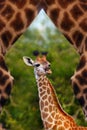 The South African giraffe or Cape giraffe Giraffa camelopardalis giraffa , portrait of a young giraffe with green background. Royalty Free Stock Photo