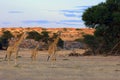 The south african giraffe Giraffa camelopardalis giraffa in the midlle of the dried river. A herd of giraffes in the desert