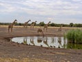 South African giraffe group, Giraffa giraffa giraffa, at waterhole, Namibia