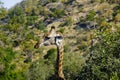 South African Giraffe headshot near the top of the trees