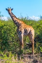 Giraffe Madikwe