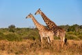 South African giraffe mating in Chobe, Botswana safari Royalty Free Stock Photo