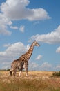 South African giraffe Savuti, Botswana safari Royalty Free Stock Photo