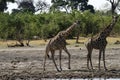 South African Giraffes Royalty Free Stock Photo