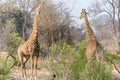 South African giraffes in Kruger National Park, South Africa Royalty Free Stock Photo