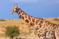 The south african girrafe Giraffa camelopardalis giraffa in the midlle of the dried river. A herd of giraffes in the desert