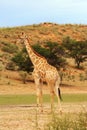 The south african girrafe Giraffa camelopardalis giraffa in the midlle of the dried river. A herd of giraffes in the desert