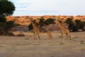 The south african girrafe Giraffa camelopardalis giraffa in the midlle of the dried river. A herd of giraffes in the desert