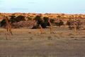 The south african girrafe Giraffa camelopardalis giraffa in the midlle of the dried river. A  herd of giraffes in the desert Royalty Free Stock Photo