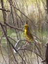 South African Golden Weaver Bird - Ploceus xanthops Royalty Free Stock Photo