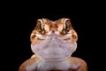 South African Ground Gecko (Chondrodactylus angulifer )