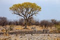 South African ground squirrel,Kalahari Royalty Free Stock Photo