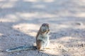 South African ground squirrel Kalahari Royalty Free Stock Photo