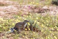 South African ground squirrel Kalahari Royalty Free Stock Photo