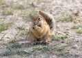 South African ground squirrel Kalahari Royalty Free Stock Photo