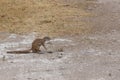 South African ground squirrel Xerus inauris Royalty Free Stock Photo