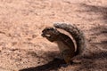 South African ground squirrel Xerus inauris Royalty Free Stock Photo