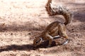 South African ground squirrel Xerus inauris Royalty Free Stock Photo