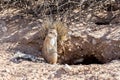 South African ground squirrel Xerus inauris Royalty Free Stock Photo