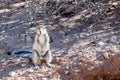 South African ground squirrel Xerus inauris Royalty Free Stock Photo