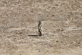 South African ground, Xerus inauris, squirrel Royalty Free Stock Photo