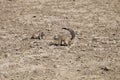 South African ground, Xerus inauris, squirrel,Gemsbok National Park, South Africa Royalty Free Stock Photo