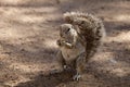 South African ground, Xerus inauris, squirrel,Gemsbok National Park, South Africa Royalty Free Stock Photo