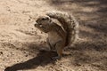 South African ground, Xerus inauris, squirrel,Gemsbok National Park, South Africa Royalty Free Stock Photo