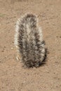 South African ground, Xerus inauris, squirrel,Gemsbok National Park, South Africa Royalty Free Stock Photo