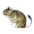 Common degu Octodon degus side view, hand painted watercolor Royalty Free Stock Photo