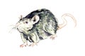 Brown rat Rattus norvegicus view, hand painted watercolor illustration