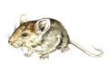 House mouse Mus musculus side view, hand painted watercolor Royalty Free Stock Photo