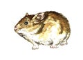 Golden hamster or Syrian hamster Mesocricetus auratus standing side view, hand painted watercolor