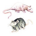 Hairless fancy, Rattus norvegicus domestica rat and brown rat Rattus norvegicus, hand painted watercolor