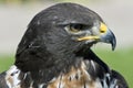 South African jackal buzzard Royalty Free Stock Photo